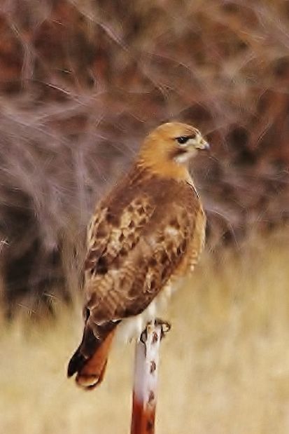 Hawk